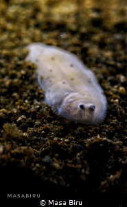a cute flounder baby by Masa Biru 
